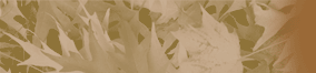 leaf imagery